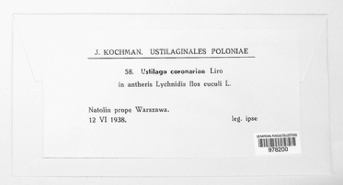 Microbotryum coronariae image